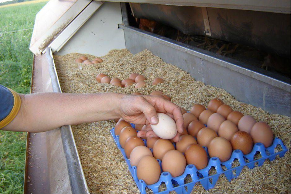 Yumurta Hakkında Mutlaka Öğrenmeniz Gereken 5 Gerçek