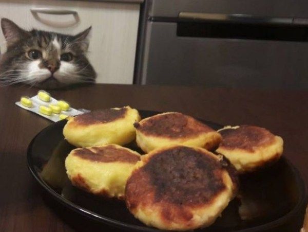 yemeğinizi çalacak 10 yaramaz kedi