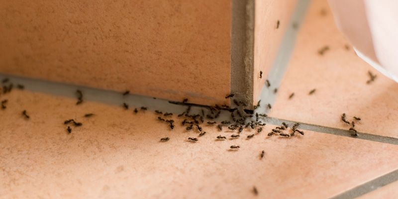 Karıncaları Zarar Vermeden Evden Kovabilmeniz İçin 5 Ucuz ve Doğal Yöntem